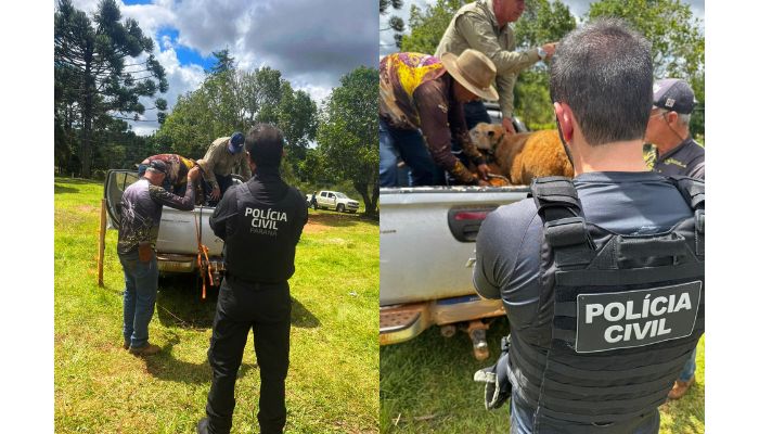 Laranjeiras - PCPR recupera ovelhas furtadas e prende homem por receptação